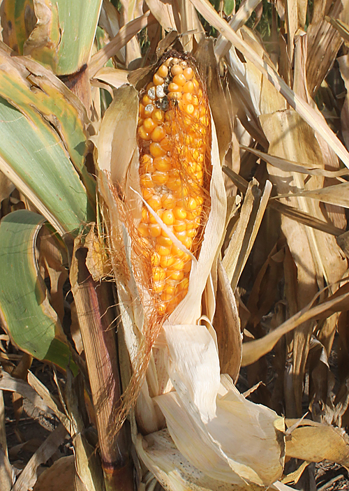 corn
